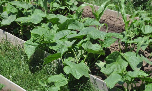 สารตั้งต้นสำหรับแตงกวา