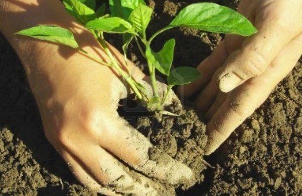 การย้ายปลูก