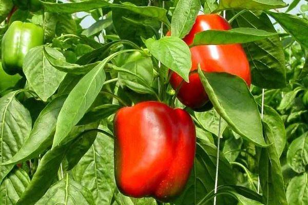 พริกหยวก