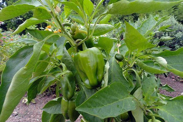 พริกหวาน