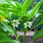 ดอกพริก