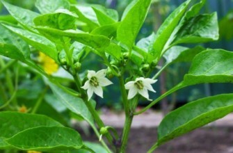 ดอกพริก