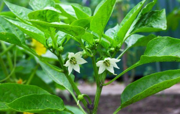 ดอกพริก