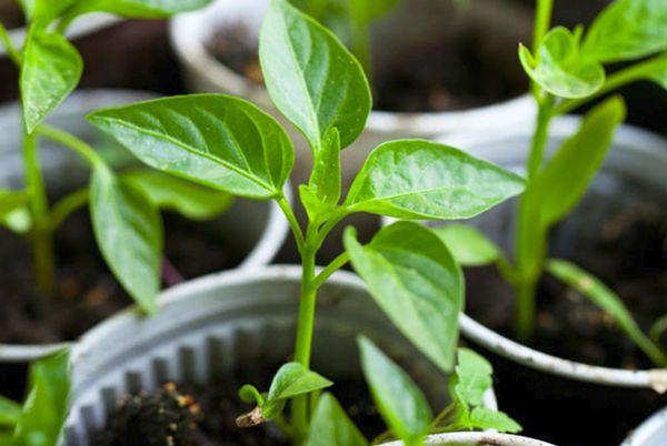 ต้นกล้าพริก