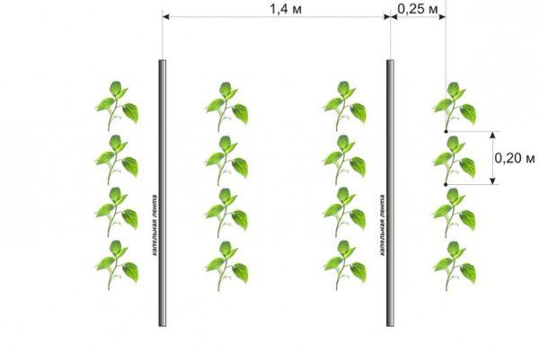แผนผังการปลูก