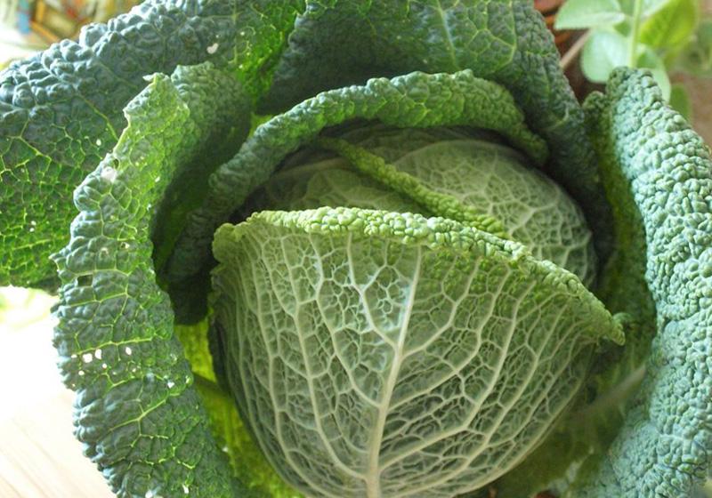 กะหล่ำปลีซาวอย