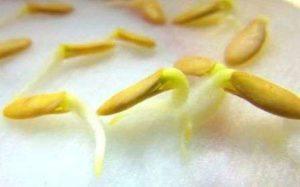 วิธีงอกเมล็ดแตงกวาอย่างรวดเร็ว ก่อนปลูกที่บ้าน