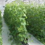 Cultiver des concombres