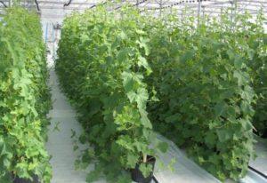 วิธีทำแปลงปลูกแตงกวาแบบตั้งเองและปลูกเอง