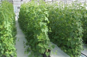 การปลูกแตงกวา