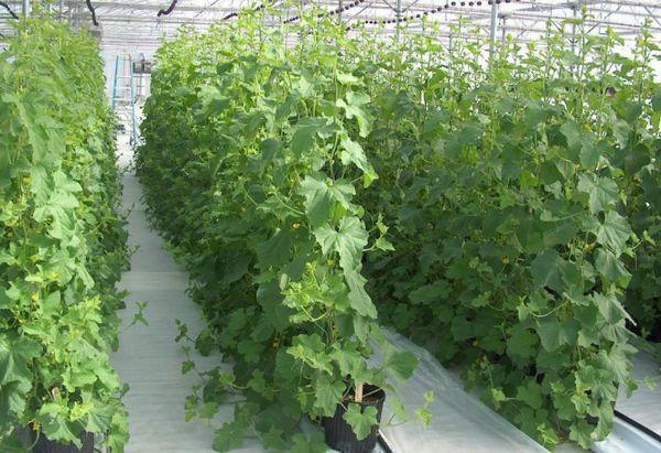 การปลูกแตงกวา