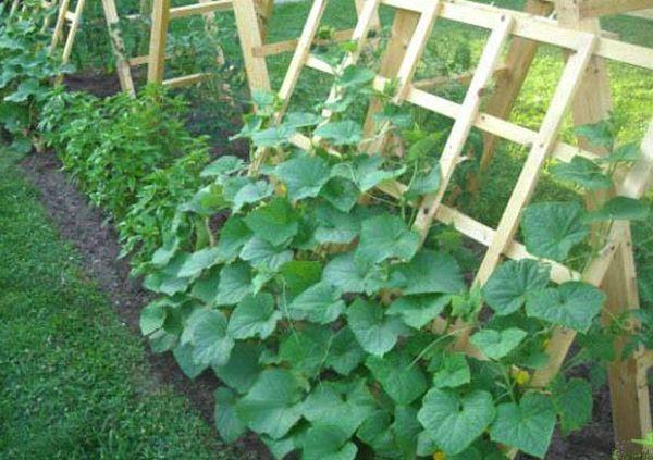 แตงกวาบนโครงตาข่าย