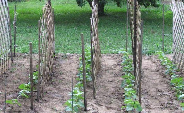 แตงกวาบนตะแกรง