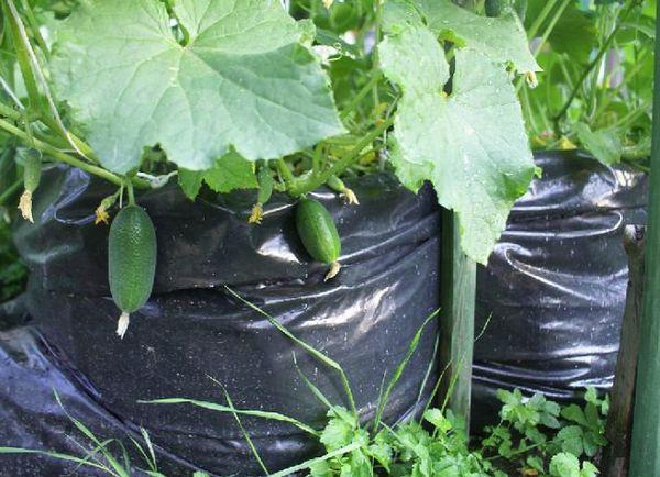 แตงกวาในถุง