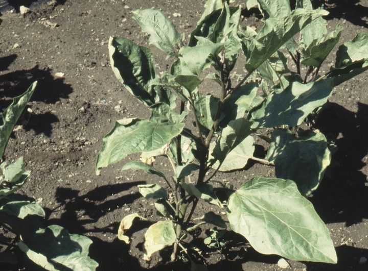 โรคเหี่ยวของเวอร์ติซิลเลียม