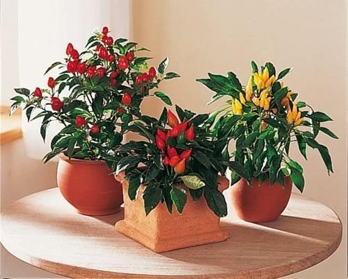 พริกเผา