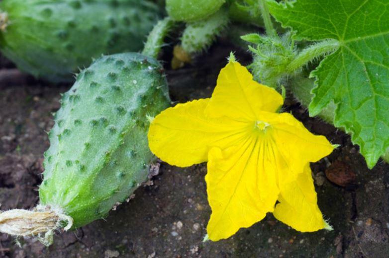 แตงกวาโอเทลโล