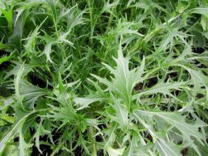 Description des variétés de chou japonais, caractéristiques de culture et d'entretien