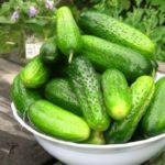 แตงกวาที่มีผลดก