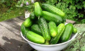 การปลูก การเจริญเติบโต และการดูแลแตงกวาในเรือนกระจกในภูมิภาคครัสโนดาร์