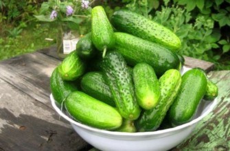 แตงกวาที่มีผลดก