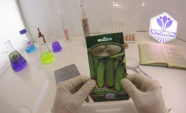 มาช่า เอฟ1