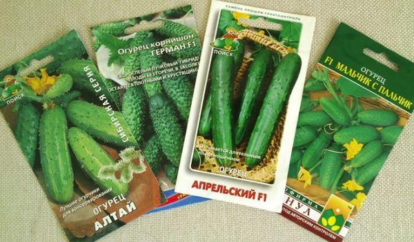 แตงกวาลูกผสม