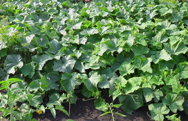 การปลูกแตงกวา