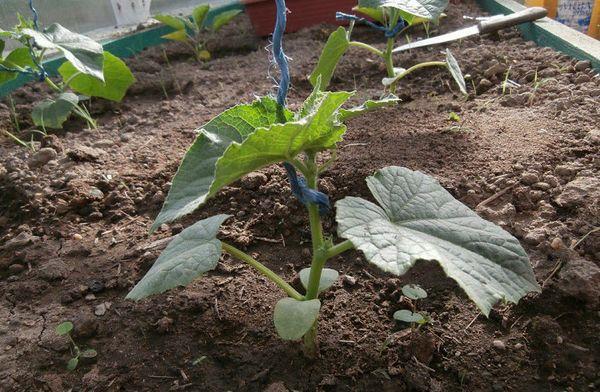 ถั่วงอกแตงกวา