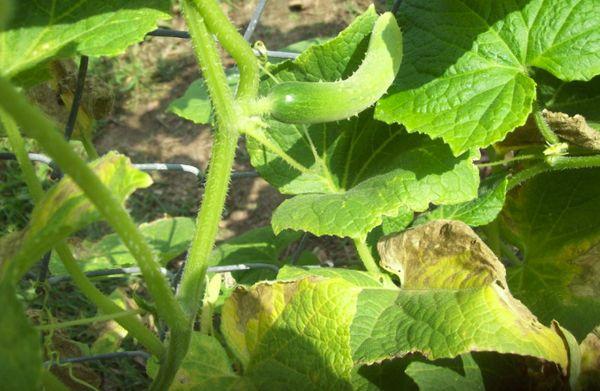 การตากใบไม้ให้แห้ง