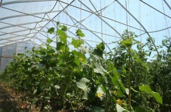 โรงเรือนโพลีคาร์บอเนต