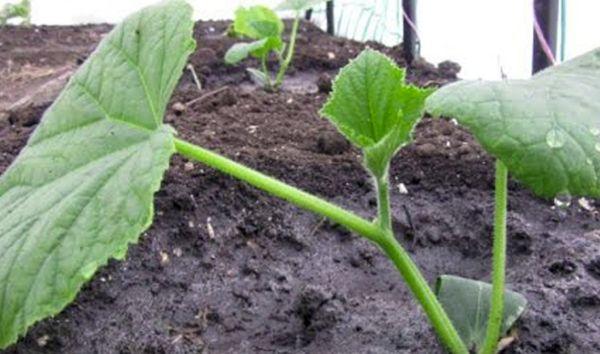 การย้ายปลูก