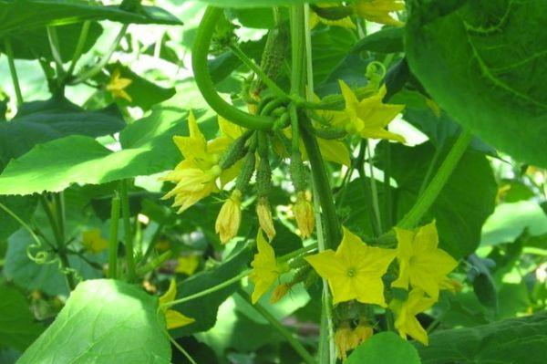 รังไข่สำหรับแตงกวา