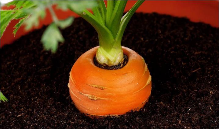 แครอทสุก