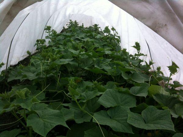 แตงกวาในเรือนกระจก