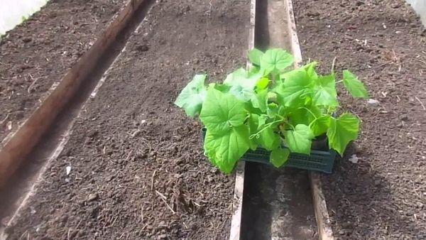 ต้นกล้าสำหรับปลูก