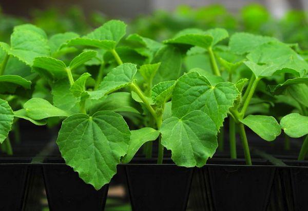 ภาชนะใส่ต้นกล้า