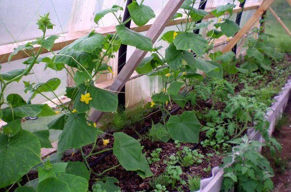 แตงกวาในเรือนกระจก