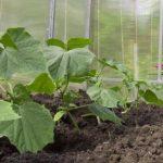 การปลูกแตงกวา