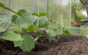 วิธีปลูกต้นกล้าแตงกวาในเรือนกระจกอย่างถูกต้องและคำแนะนำการดูแล