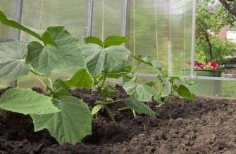 การปลูกแตงกวา