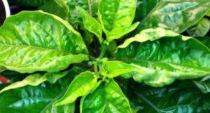 หากใบพริกของคุณม้วนงอ ควรทำอย่างไร การดูแลและการรักษาที่ถูกต้อง