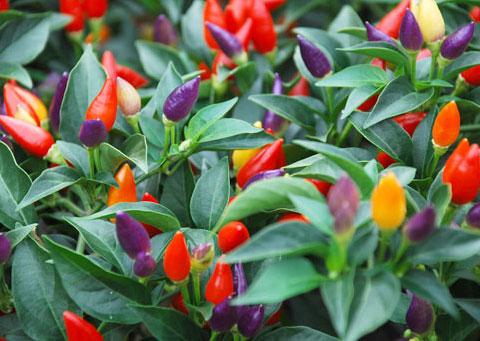 พริกประดับ Salute