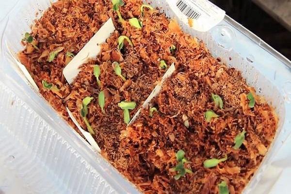 วิธีการปลูกแตงกวาแบบญี่ปุ่น