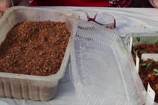 วิธีการปลูกแตงกวาแบบญี่ปุ่น