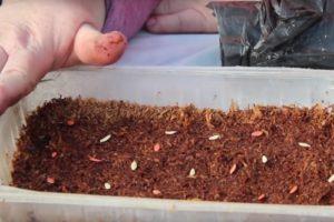 การปลูก การเจริญเติบโต และการดูแลแตงกวาโดยใช้วิธีขี้เลื่อยญี่ปุ่น