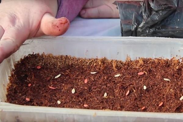 วิธีการปลูกแตงกวาแบบญี่ปุ่น