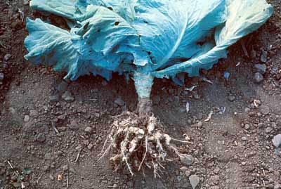 ขาสีดำบนกะหล่ำปลี