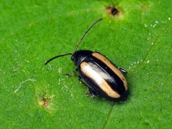 ด้วงหมัดตระกูลกะหล่ำ