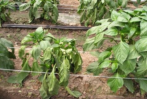 ต้นพริก